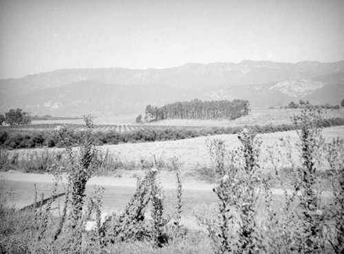 Carpinteria farm