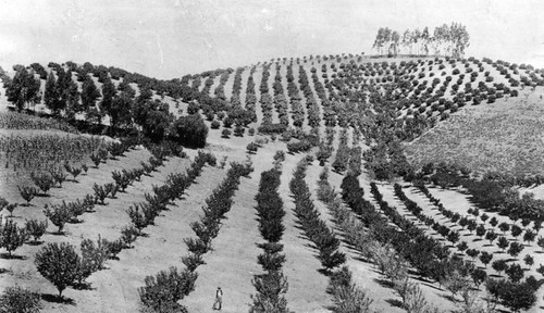 Krotona Hill's orange groves