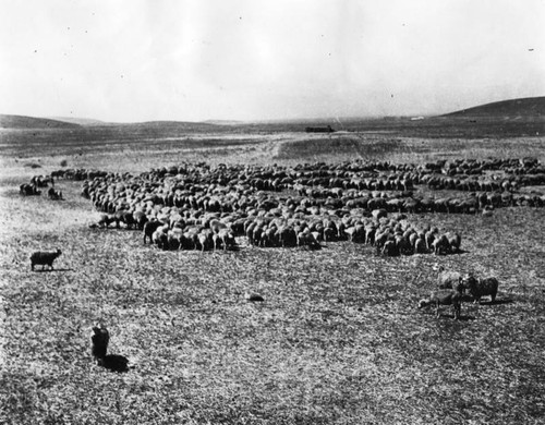 San Fernando Valley sheep ranch