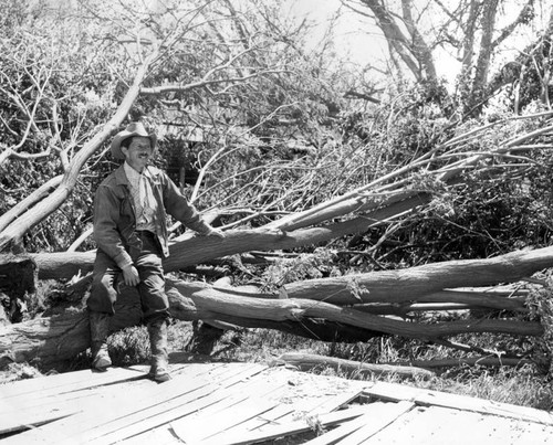 30-year-old tree gone with wind