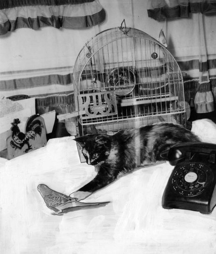Calico cat capers with parakeet pal — Calisphere