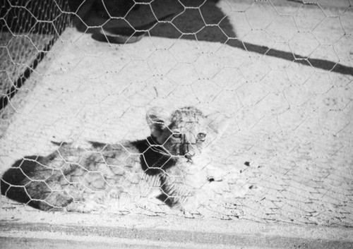 Baby cheetah at Zoopark