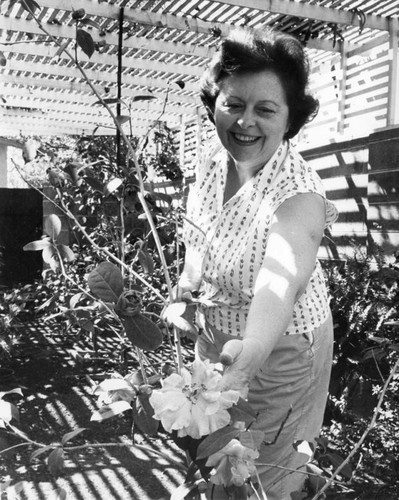 Mrs. Vernon Life cuts camellias in shade Garden