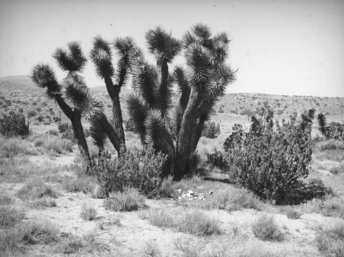 Joshua tree and creosote bush, Mojave Desert