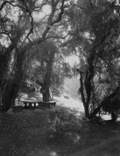 Under the trees, Pasadena park