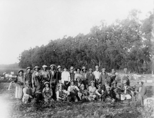 Carrot harvest in Ventura County