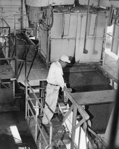 Processing raisins — Calisphere
