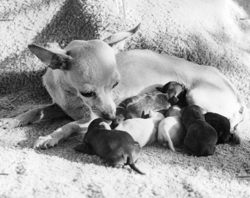 One mother plus six pups equals four pounds