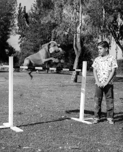 Antics pep dogs for obedience trials