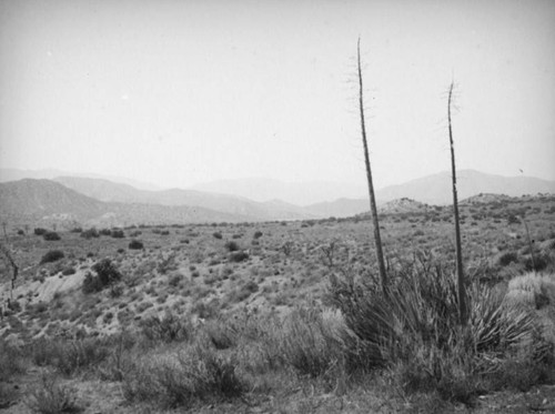 Century plants, Mint Canyon