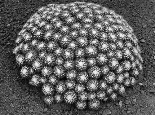 Pin-cushion cactus