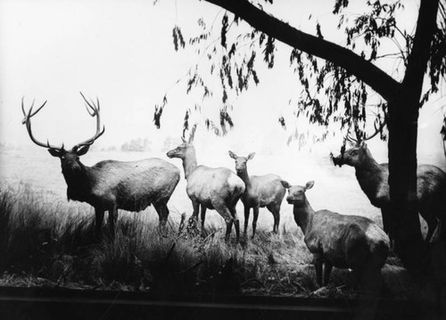 Deer in museum