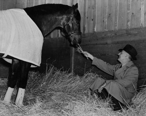 Race horse Seabiscuit