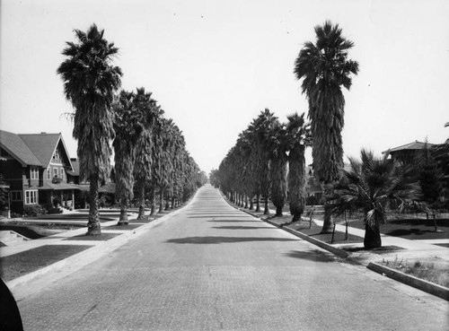 Palm lined street