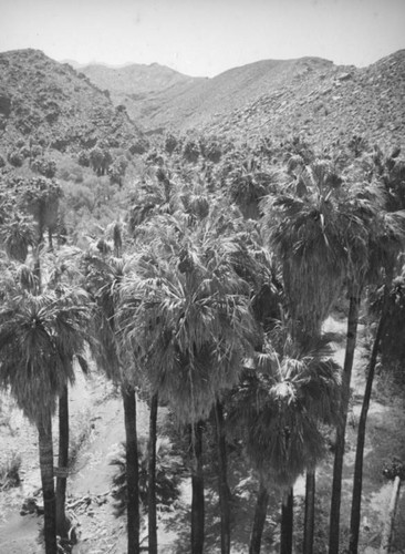 Palm Canyon area creek