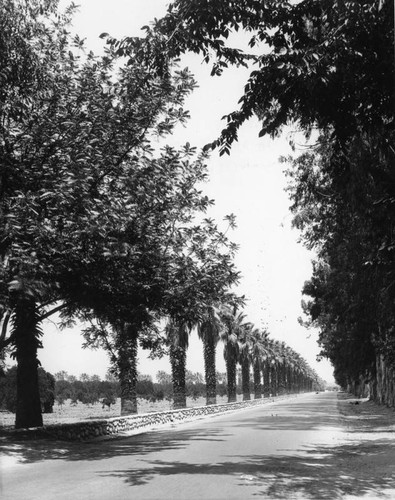 Orchard and palms