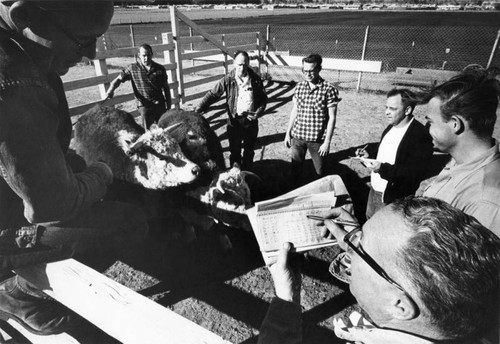 Cattle grading class