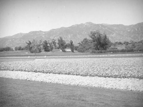 Mountains and floral art, Santa Anita Racetrack