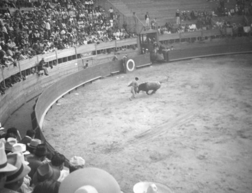 Real raging bull, El Toreo de Tijuana