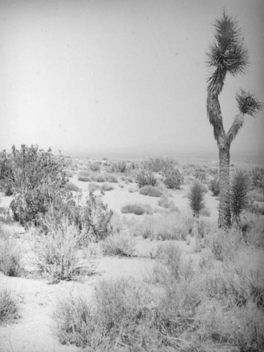 Joshua tree surrounded by sprouts, Mojave Desert