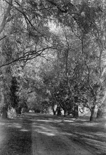 Bidwell Ave., Chico