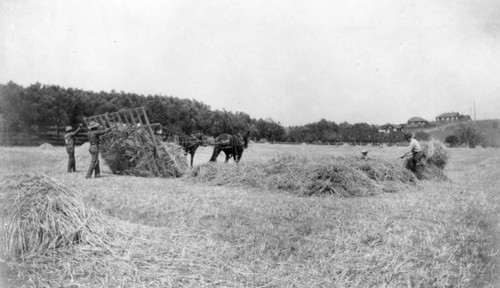 Hay field workers