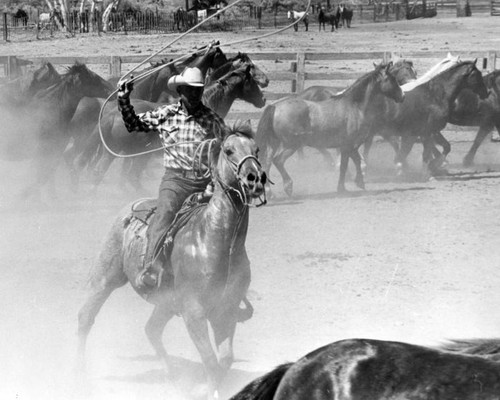 Herding rodeo horses into corral hot, dusty job for sponsor