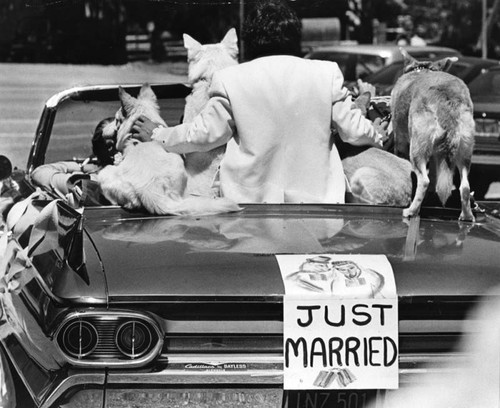 In the land of Gucci and Pucci, 4 poochies are wed