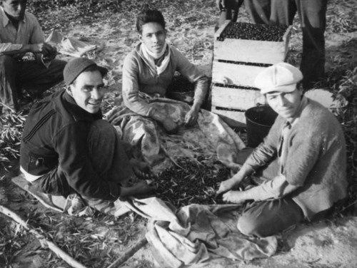 Sorting and packing olives