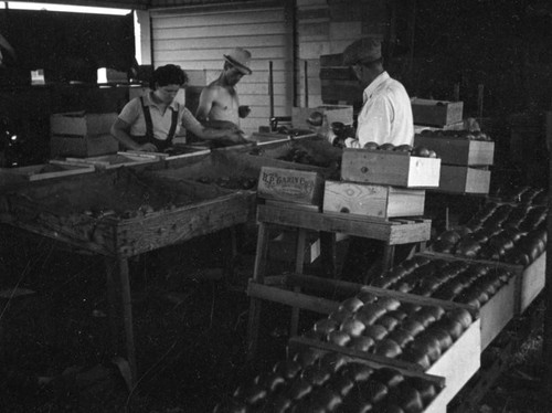 Tomatoes packed in Santa Ana