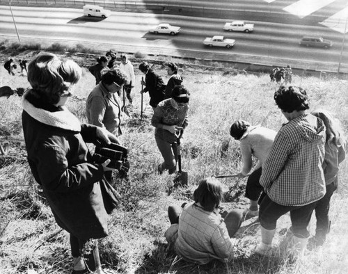 Scouts plant trees along Valley freeway