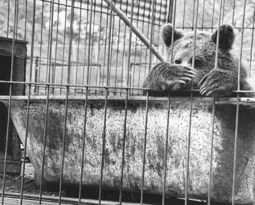 Bear at Wildlife Waystation