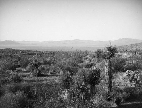 Mojave Desert vista