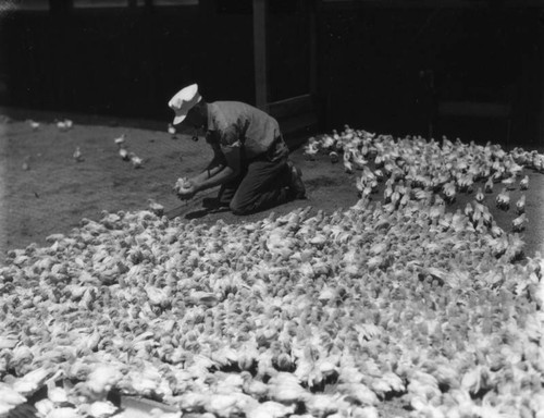 Newly-hatched chicks