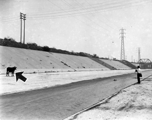 Bull in L.A. River