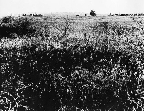 Grain field