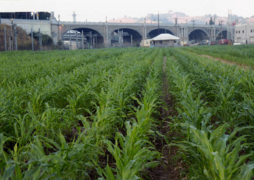 Irrigation at "Not a Cornfield" field