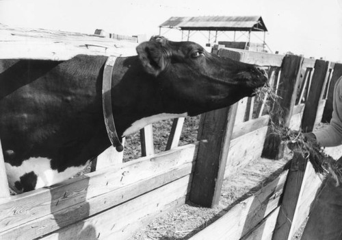 Cattle in dairy farm feedlot