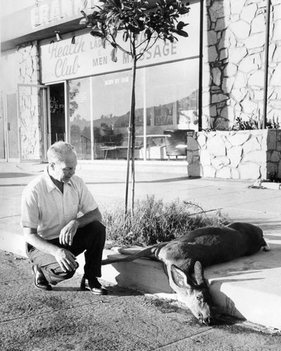 Deer found on North Hollywood sidewalk