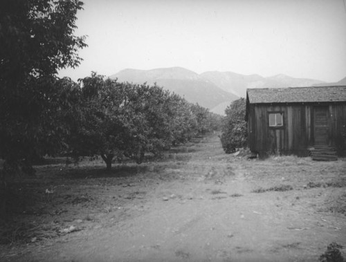 Orchard in the San Fernando Valley