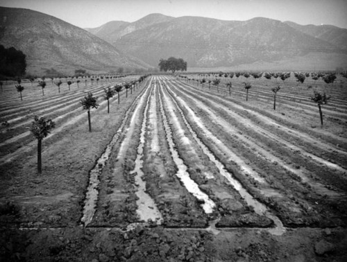 Orange grove in the San Fernando Valley