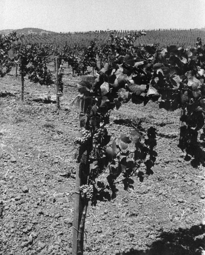 Young grapes on the vine