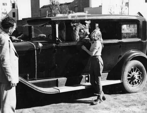 Lion in car