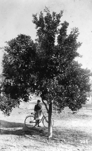 Girl under orange tree