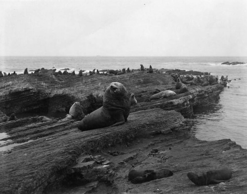 Seals on rock