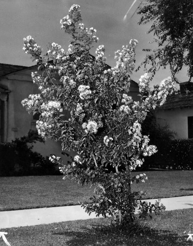 Colorful Crape Myrtle