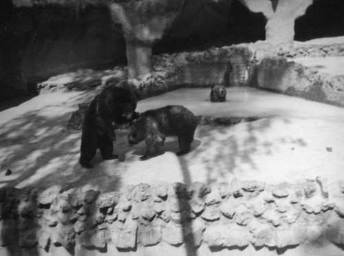 San Diego Zoo bears