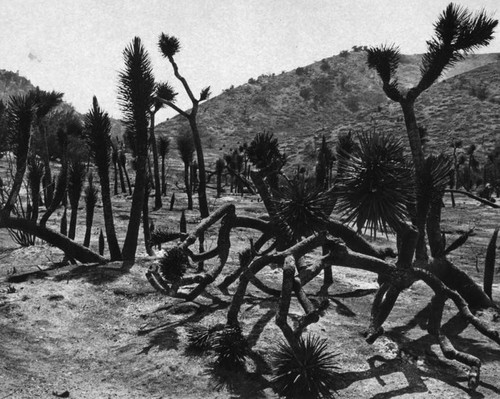 Burned Joshua trees