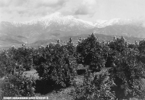 Orange grove in Pomona