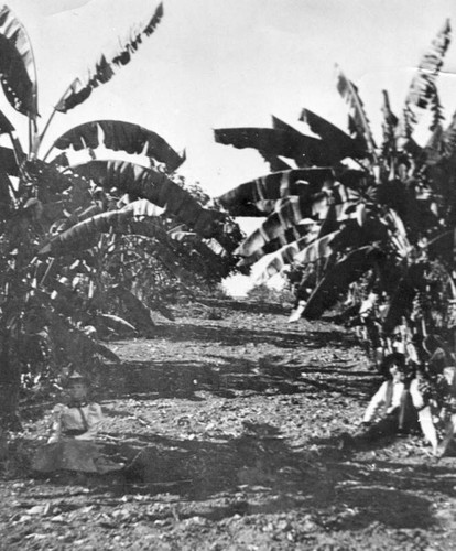 Banana trees, Hollywood